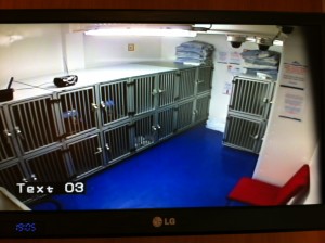 Kennel webcam on the Stena Line ferry to Harwich