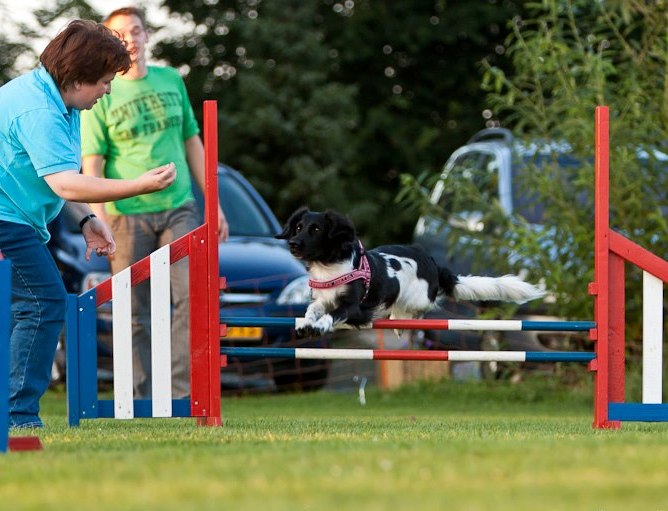 Enny Doutzen: an excellent agility dog