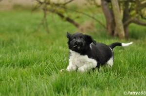 Stabyhoun puppy in full sprint