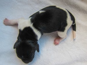 Stabyhoun puppies 4 days old (1 of 14)