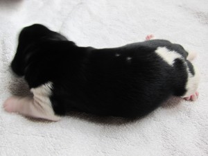 Stabyhoun puppies 4 days old (10 of 14)
