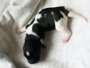 Stabyhoun puppies 4 days old (11 of 14)