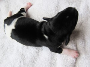 Stabyhoun puppies 4 days old (13 of 14)