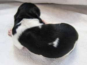 Stabyhoun puppies 4 days old (3 of 14)