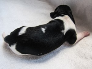 Stabyhoun puppies 4 days old (4 of 14)