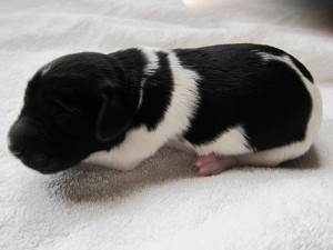 Stabyhoun puppies 4 days old (7 of 14)