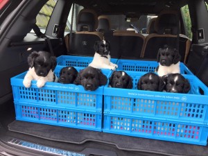 Traveling with puppies; by Patty Wenusch-Berkenbosch