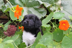 Tynke: from the first UK born litter in summer 2013