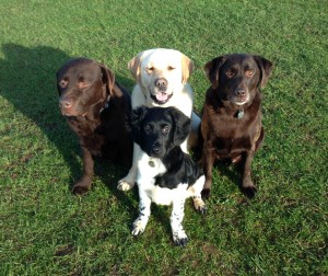 Stabyhoun, Ninke with Labradors Arnie, Rocky and Gracie
