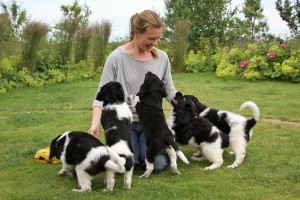 Christina Savage with five of Jelske's puppies