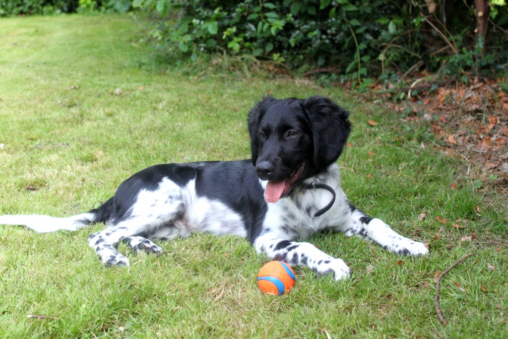 Raising a pup and then giving him up – Stabyhoun UK