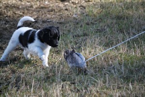 Testing the interest of chasing and staking: 7-week old Stabyhoun puppy