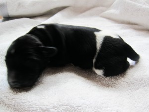 Stabyhoun puppies 4 days old (14 of 14)