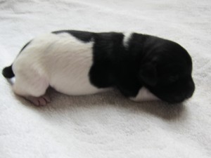 Stabyhoun puppies 4 days old (5 of 14)
