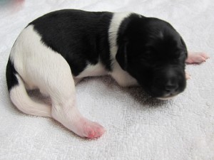Stabyhoun puppies 4 days old (8 of 14)