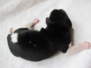 Stabyhoun puppies 4 days old (9 of 14)